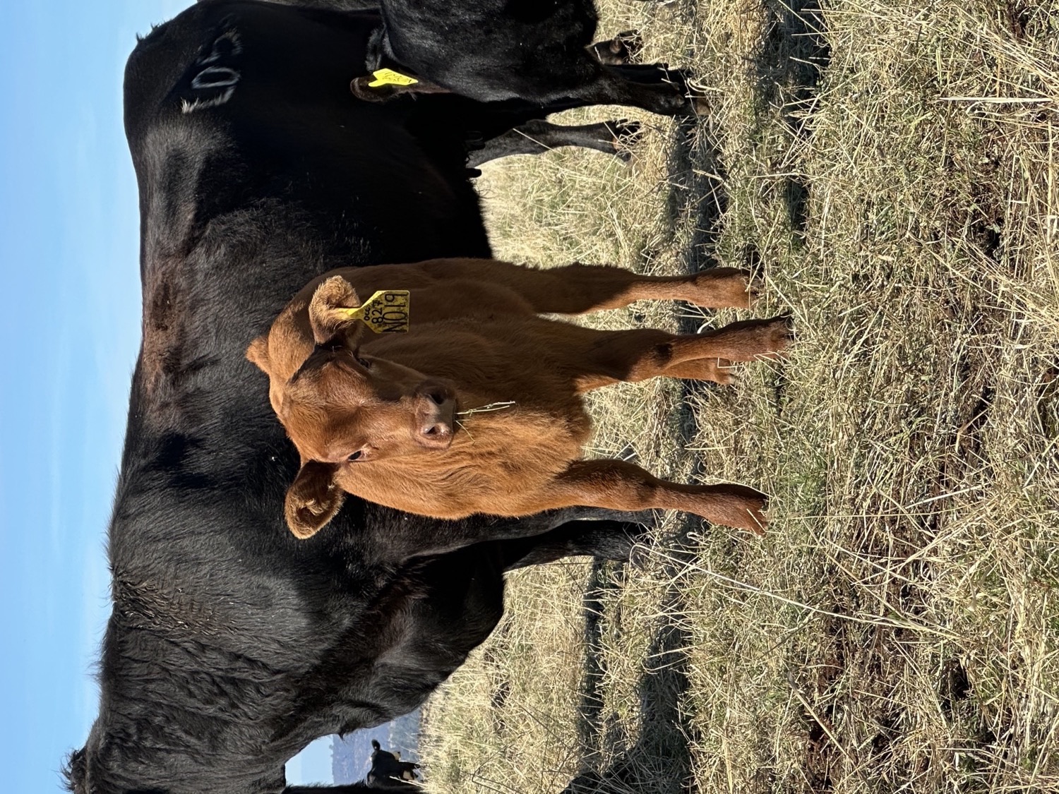 A calf in a pasture