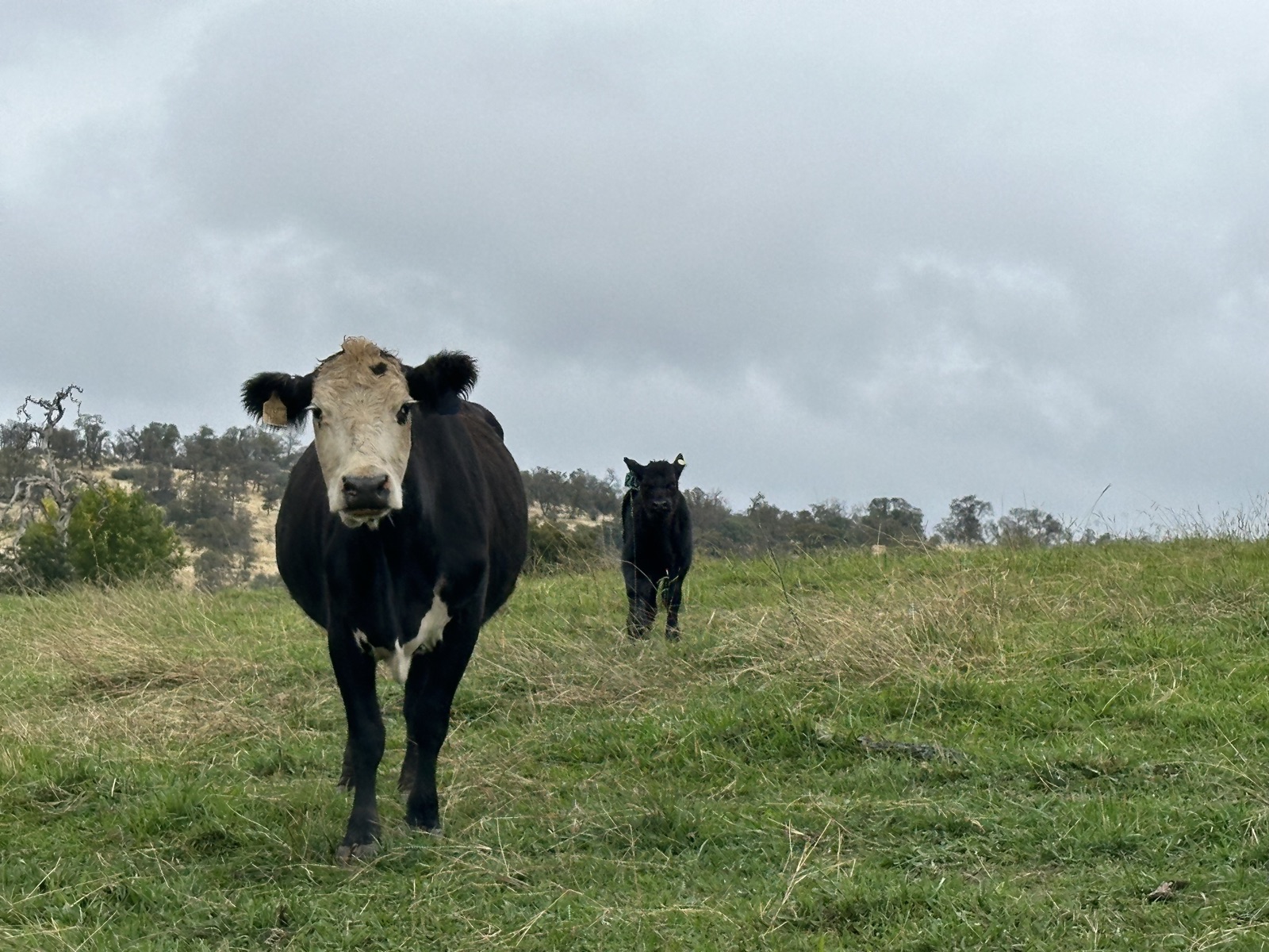 A cow and calf grazing on pasture